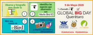 Lee más sobre el artículo Global Big Day Querétaro 2020