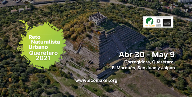 En este momento estás viendo Reto Naturalista Urbano Querétaro 2021